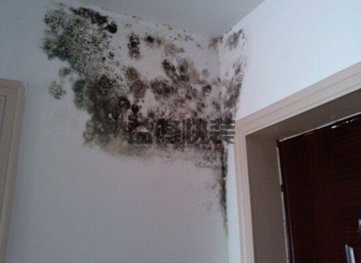 怎么處理墻面發(fā)霉，超實用的房屋墻面發(fā)霉處理小技巧！(圖2)